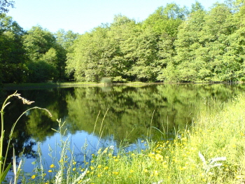 Reinhardswald - Heiligenlger Teiche