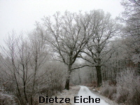 Reinhardswald - Dietze Eiche