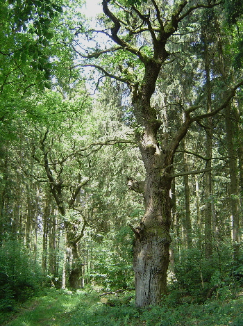 Reinhardswald - Biking
