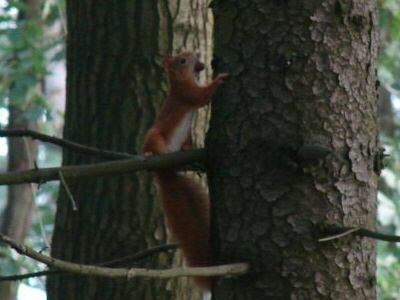 Reinhardswald - Eichhrnchen