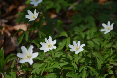 Reinhardswald - Buschwindrschen