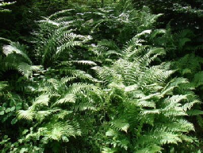 Reinhardswald - Adlerfarn