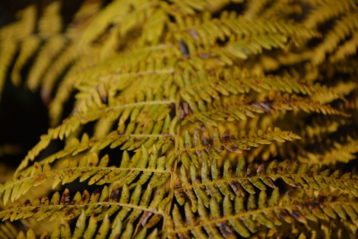 Reinhardswald - Adlerfarn