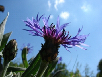 Reinhardswald - Bergflockenblume