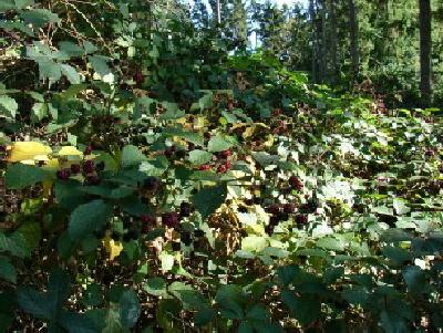 Reinhardswald - Brombeere