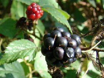 Reinhardswald - Brombeere