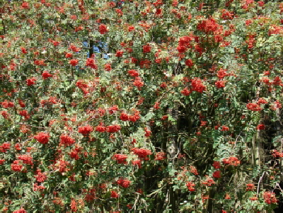 Reinhardswald - Eberesche