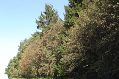 Reinhardswald - Eberesche