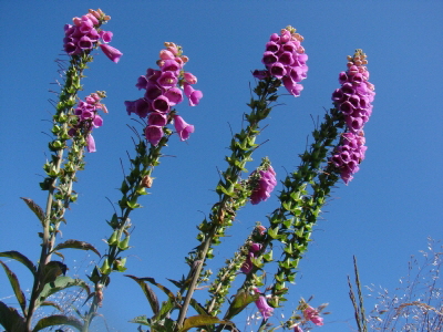 Reinhardswald - Fingerhut