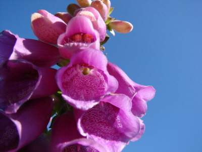 Reinhardswald - Fingerhut