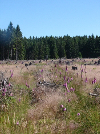 Reinhardswald - Fingerhut