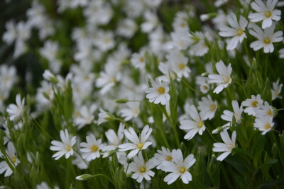 Reinhardswald - Sternmiere