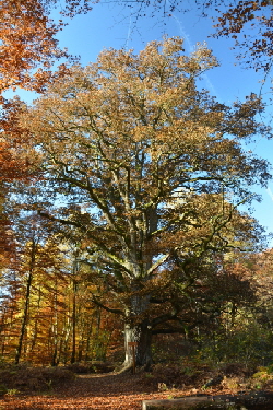 Reinhardswald - Eiche