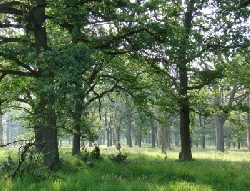 Reinhardswald - Eiche