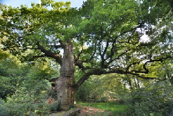 Reinhardswald - Eiche