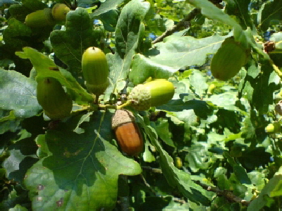 Reinhardswald - Eiche