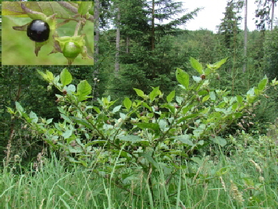 Reinhardswald - Tollkische