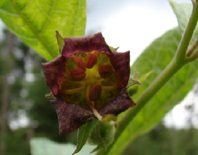 Reinhardswald - Tollkische