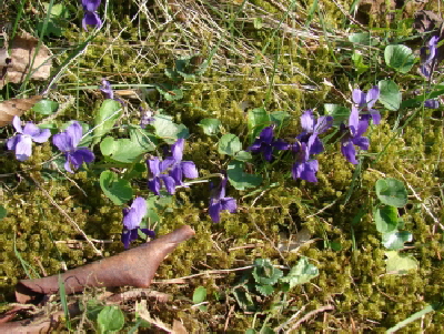 Reinhardswald - Waldveilchen