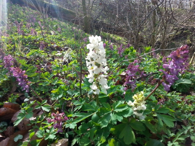 Reinhardswald - Lerchensporn