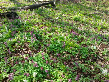 Reinhardswald - Lerchensporn