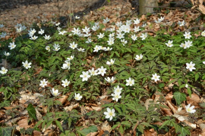 Reinhardswald - Buschwindrschen