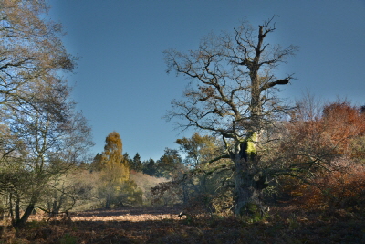 Reinhardswald - Eiche