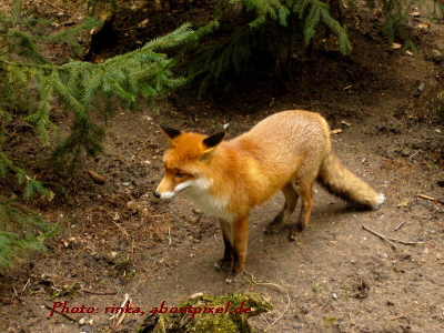 Reinhardswald - Rotfuchs