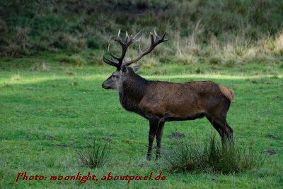 Reinhardswald - Rothirsch