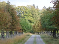 Reinhardswald - Sandbornwiese