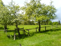 Reinhardswald - Sandbornwiese