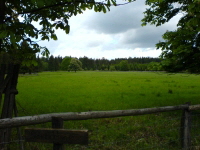 Reinhardswald - Sandbornwiese