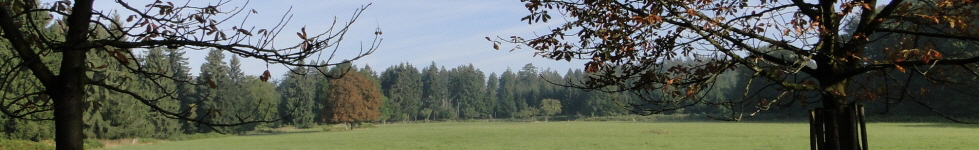 Reinhardswald