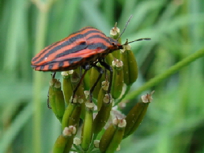Reinhardswald - Streifenwanze