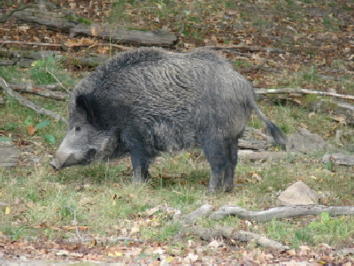 Reinhardswald - Wildschwein