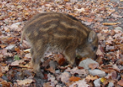 Reinhardswald - Wildschwein