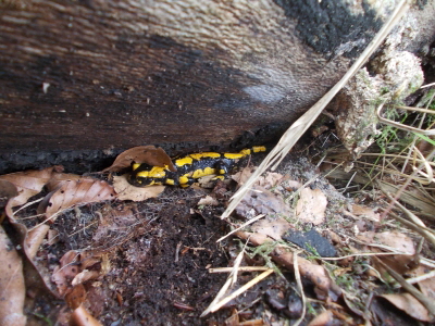 Reinhardswald - Feuersalamander