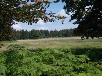 Reinhardswald - Sandbornwiese