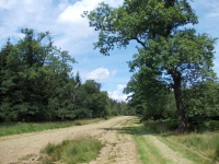 Reinhardswald - Wildbahn